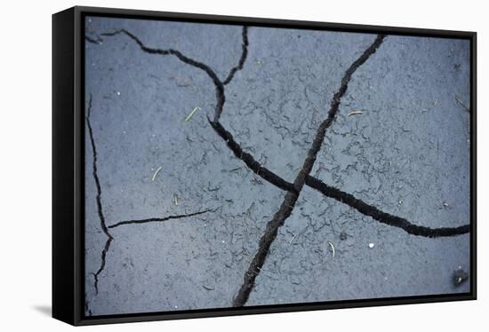 Fissures in the muddy bottom, early summer, close-up-David & Micha Sheldon-Framed Premier Image Canvas