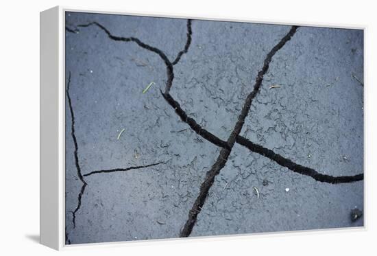 Fissures in the muddy bottom, early summer, close-up-David & Micha Sheldon-Framed Premier Image Canvas