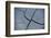 Fissures in the muddy bottom, early summer, close-up-David & Micha Sheldon-Framed Photographic Print