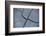 Fissures in the muddy bottom, early summer, close-up-David & Micha Sheldon-Framed Photographic Print