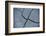 Fissures in the muddy bottom, early summer, close-up-David & Micha Sheldon-Framed Photographic Print