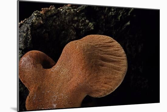 Fistulina Hepatica (Beefsteak Fungus, Beefsteak Polypore, Ox Tongue)-Paul Starosta-Mounted Photographic Print