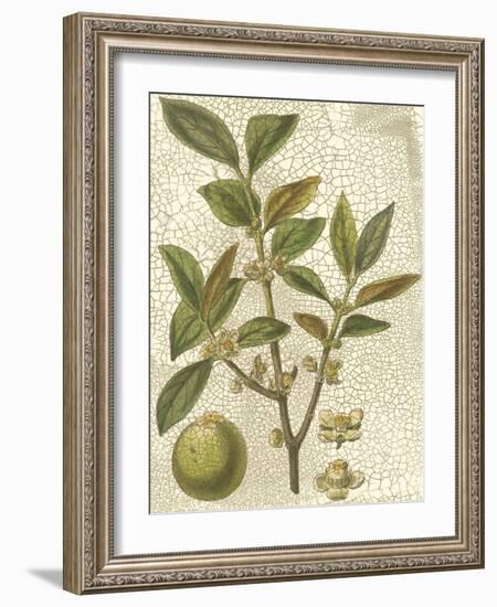 Fitch Leaves I-Walter H. Fitch-Framed Art Print