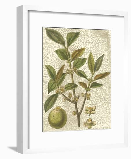 Fitch Leaves I-Walter H. Fitch-Framed Art Print