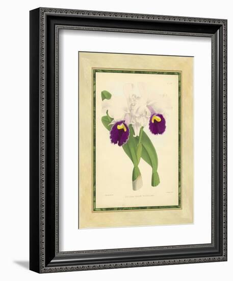 Fitch Orchid I-J. Nugent Fitch-Framed Art Print