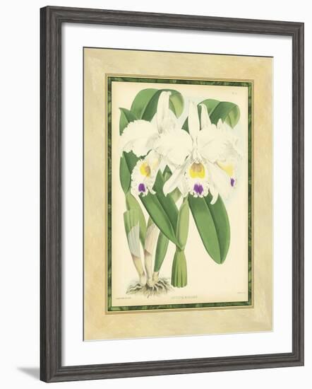 Fitch Orchid III-J. Nugent Fitch-Framed Art Print