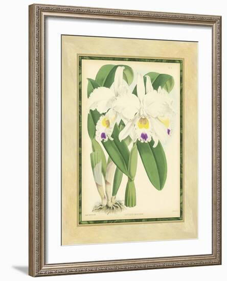 Fitch Orchid III-J. Nugent Fitch-Framed Art Print