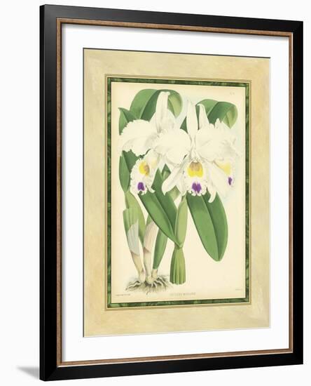 Fitch Orchid III-J. Nugent Fitch-Framed Art Print