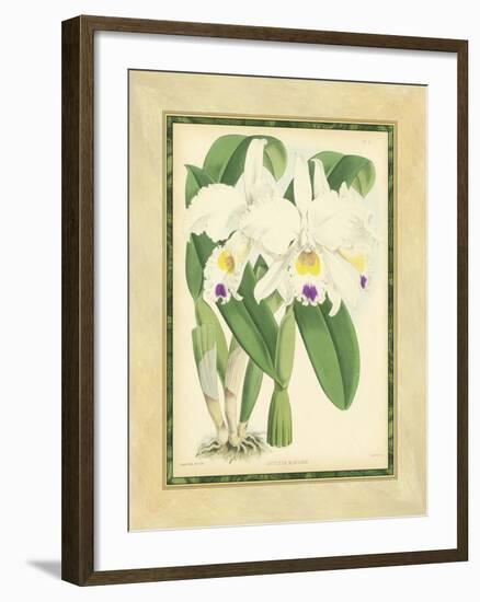 Fitch Orchid III-J. Nugent Fitch-Framed Art Print