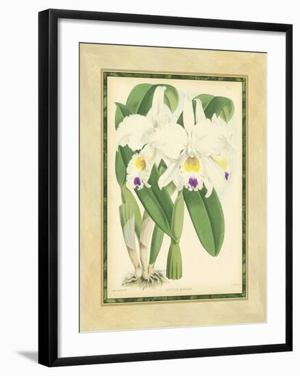 Fitch Orchid III-J. Nugent Fitch-Framed Art Print