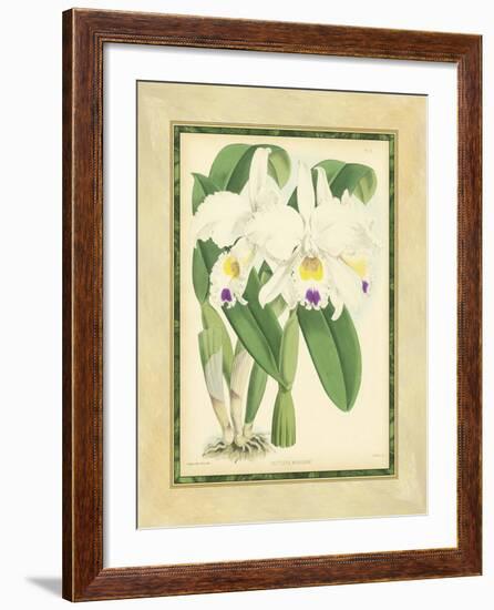 Fitch Orchid III-J. Nugent Fitch-Framed Art Print