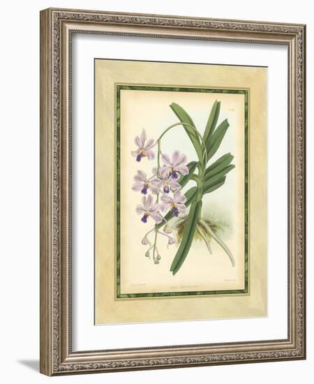 Fitch Orchid V-J. Nugent Fitch-Framed Art Print