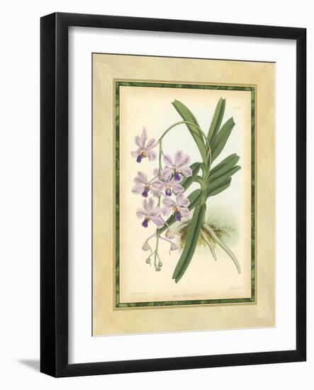 Fitch Orchid V-J. Nugent Fitch-Framed Art Print