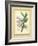 Fitch Orchid V-J. Nugent Fitch-Framed Art Print