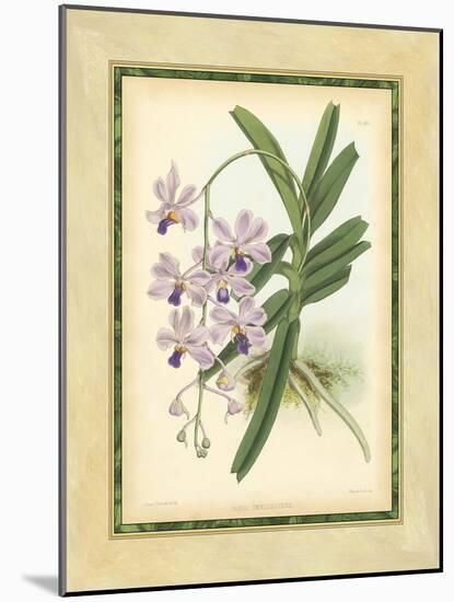 Fitch Orchid V-J. Nugent Fitch-Mounted Art Print