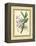 Fitch Orchid V-J. Nugent Fitch-Framed Stretched Canvas