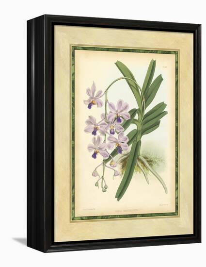 Fitch Orchid V-J. Nugent Fitch-Framed Stretched Canvas