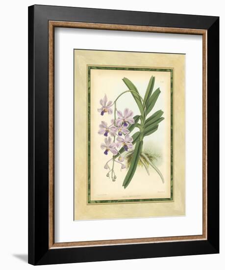 Fitch Orchid V-J. Nugent Fitch-Framed Premium Giclee Print