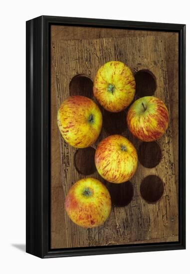 Five Apples-Den Reader-Framed Premier Image Canvas