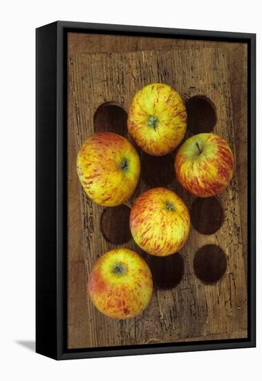 Five Apples-Den Reader-Framed Premier Image Canvas