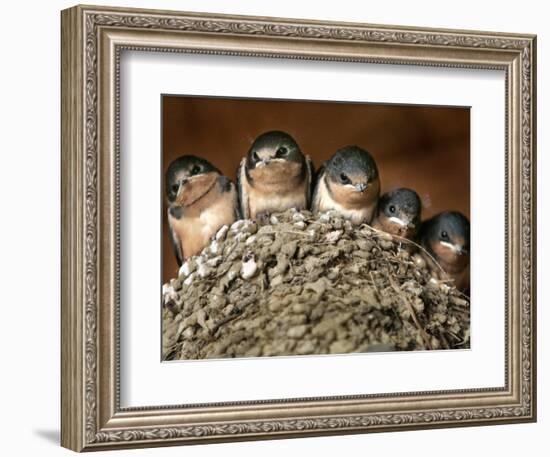 Five Baby Barn Swallows Peer out from Their Nest-null-Framed Photographic Print