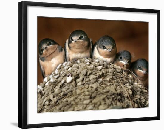 Five Baby Barn Swallows Peer out from Their Nest-null-Framed Photographic Print