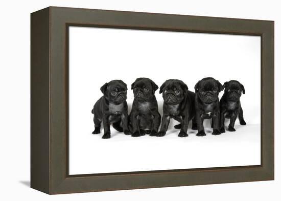 Five Black Pug Puppies (6 Weeks Old)-null-Framed Premier Image Canvas