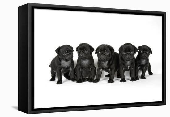 Five Black Pug Puppies (6 Weeks Old)-null-Framed Premier Image Canvas