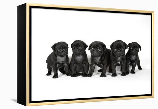Five Black Pug Puppies (6 Weeks Old)-null-Framed Premier Image Canvas