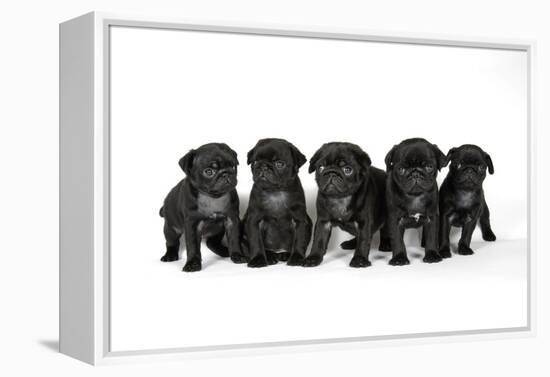 Five Black Pug Puppies (6 Weeks Old)-null-Framed Premier Image Canvas