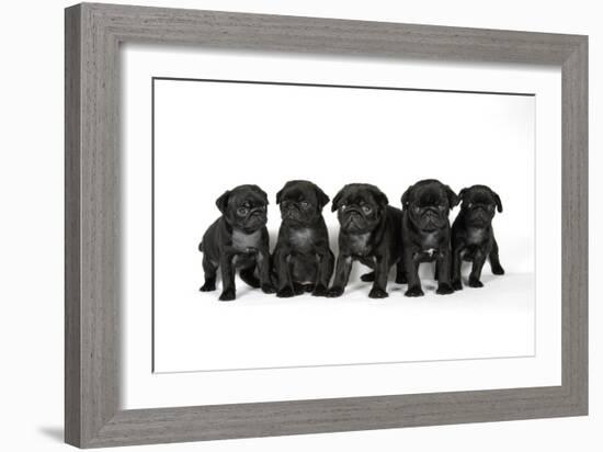 Five Black Pug Puppies (6 Weeks Old)-null-Framed Photographic Print