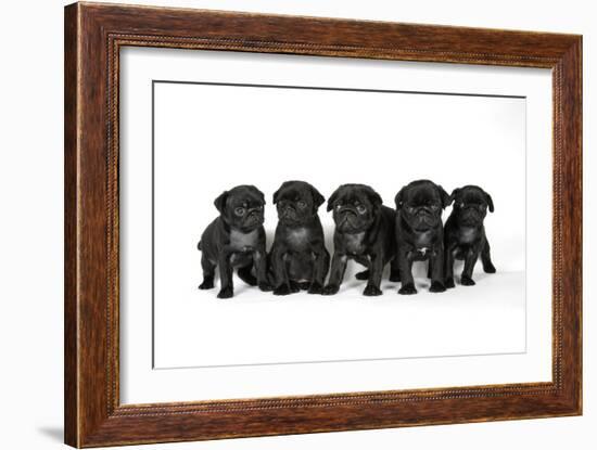 Five Black Pug Puppies (6 Weeks Old)-null-Framed Photographic Print