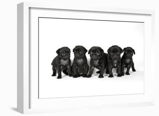 Five Black Pug Puppies (6 Weeks Old)-null-Framed Photographic Print