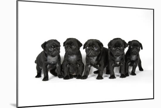 Five Black Pug Puppies (6 Weeks Old)-null-Mounted Photographic Print