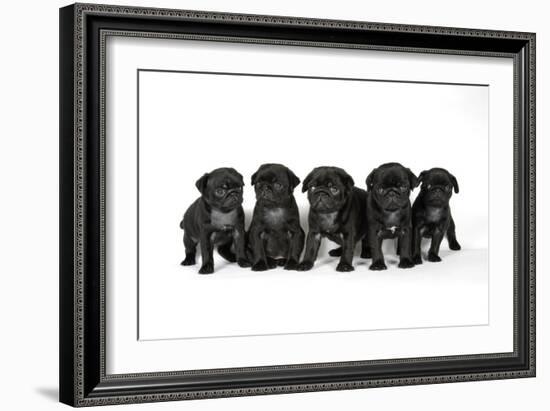 Five Black Pug Puppies (6 Weeks Old)-null-Framed Photographic Print