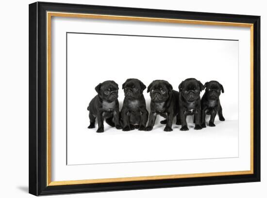 Five Black Pug Puppies (6 Weeks Old)-null-Framed Photographic Print