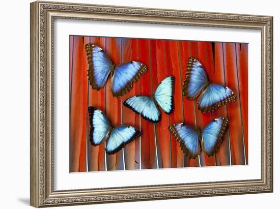 Five Blue Morpho Butterflies on Macau Tail Feather Design-Darrell Gulin-Framed Photographic Print