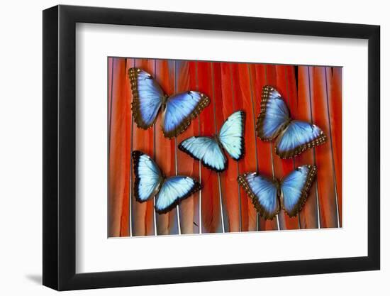 Five Blue Morpho Butterflies on Macau Tail Feather Design-Darrell Gulin-Framed Photographic Print