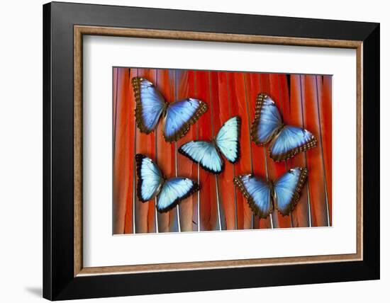 Five Blue Morpho Butterflies on Macau Tail Feather Design-Darrell Gulin-Framed Photographic Print