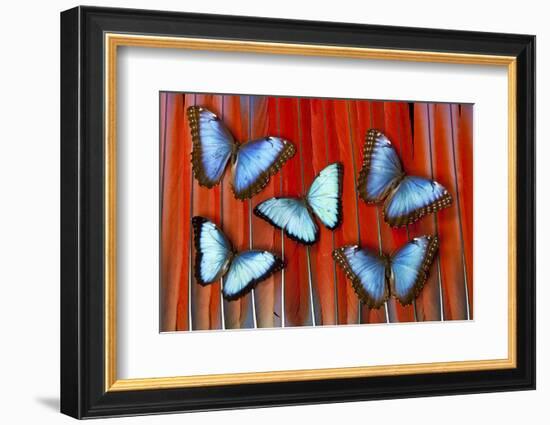 Five Blue Morpho Butterflies on Macau Tail Feather Design-Darrell Gulin-Framed Photographic Print