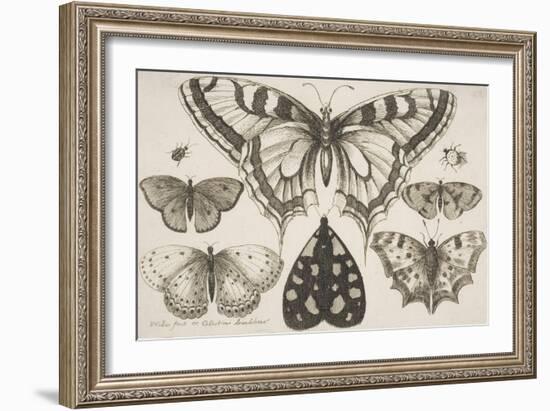 Five Butterflies, a Moth, and Two Beetles-Wenceslaus Hollar-Framed Giclee Print