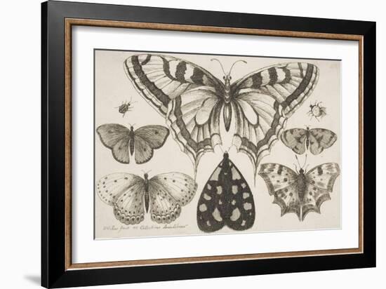 Five Butterflies, a Moth, and Two Beetles-Wenceslaus Hollar-Framed Giclee Print