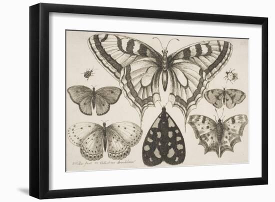 Five Butterflies, a Moth, and Two Beetles-Wenceslaus Hollar-Framed Giclee Print