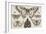 Five Butterflies, a Moth, and Two Beetles-Wenceslaus Hollar-Framed Giclee Print