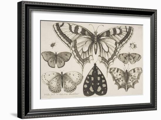 Five Butterflies, a Moth, and Two Beetles-Wenceslaus Hollar-Framed Giclee Print