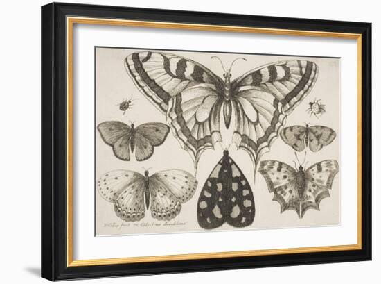 Five Butterflies, a Moth, and Two Beetles-Wenceslaus Hollar-Framed Giclee Print