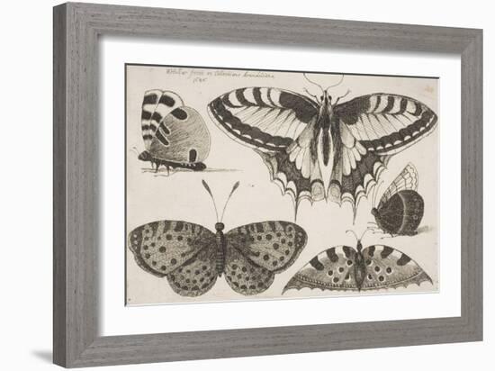 Five Butterflies-Wenceslaus Hollar-Framed Giclee Print