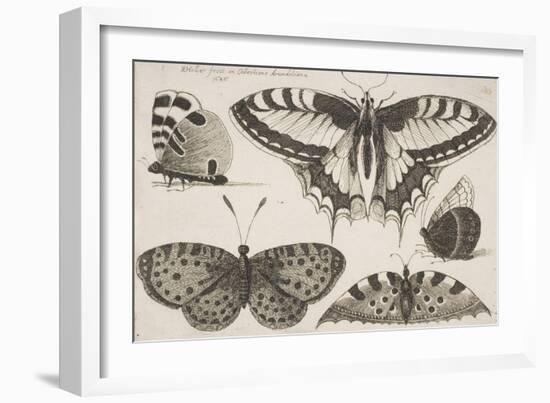 Five Butterflies-Wenceslaus Hollar-Framed Giclee Print