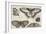 Five Butterflies-Wenceslaus Hollar-Framed Giclee Print