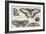 Five Butterflies-Wenceslaus Hollar-Framed Giclee Print